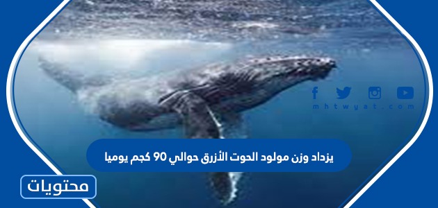 يزداد وزن مولود الحوت الازرق حوالي ٩٠