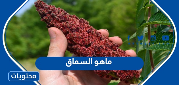 ما هو السماق وما هي فوائده المتعدده موقع محتويات