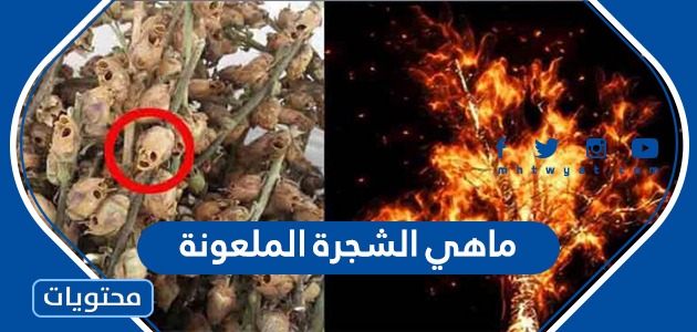 ما هي الشجرة الملعونة موقع محتويات