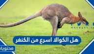هل الكوالا اسرع من الكنغر