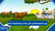 هي المجموعة الكبرى التي تصنف بها المخلوقات الحية