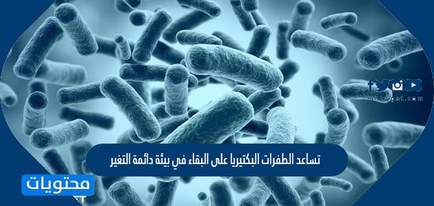 تساعد الطفرات البكتيريا على البقاء في بيئة دائمة التغير.