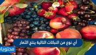 أي نوع من النباتات التالية ينتج الثمار