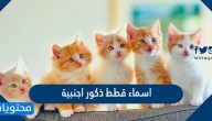 اسماء قطط ذكور اجنبية