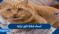 اسماء قطط ذكور تركية