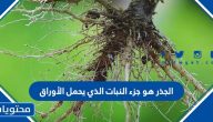 الجذر هو جزء النبات الذي يحمل الأوراق صح أم خطأ
