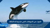 الحوت من الحيوانات التي تشترط لها الذكاة