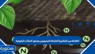 العلاقة بين البكتيريا المثبتة للنيتروجين وجذور النباتات البقولية