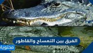 الفرق بين التمساح والقاطور