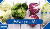 الكرنب نوع من أنواع