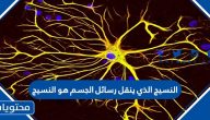 النسيج الذي ينقل رسائل الجسم هو النسيج