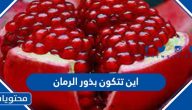 اين تتكون بذور الرمان