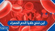اين تنتج خلايا الدم الحمراء في جسم الانسان