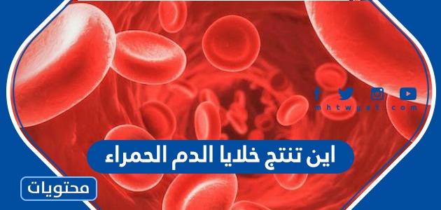 اين تنتج خلايا الدم الحمراء في جسم الانسان
