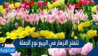 تتفتح الازهار في الربيع نوع الجملة   