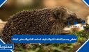 تغطي جسم القنفذ اشواك كيف تساعد الاشواك على البقاء