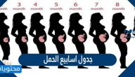 جدول اسابيع الحمل