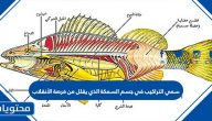 سمي التراكيب في جسم السمكة الذي يقلل من فرصة الأنقلاب