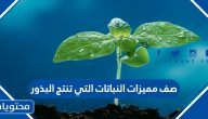 صف مميزات النباتات التي تنتج البذور