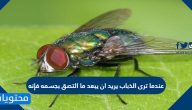 عندما ترى الذباب يريد ان يبعد ما التصق بجسمه فإنه