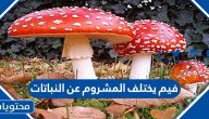 فيم يختلف المشروم عن النباتات