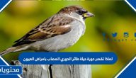 لماذا تقصر دورة حياة طائر الدوري المصاب بامراض العيون