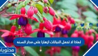لماذا لا تحمل النباتات ازهارا على مدار السنه