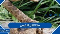 ماذا تاكل الافعى