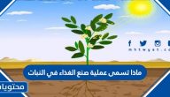 ماذا تسمى عملية صنع الغذاء في النبات