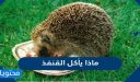 ماذا يأكل القنفذ