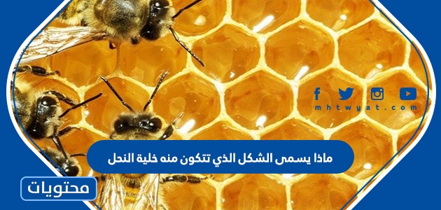 ماذا يسمى الشكل الذي تتكون منه خلية النحل