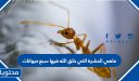 ماهي الحشرة التي خلق الله فيها سبع حيوانات