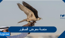 رابط منصة معرض الصقور والصيد السعودي 2026 / 1448 وطرق التواصل والشراء