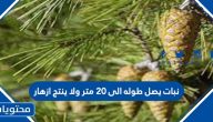 نبات يصل طوله الى 20 متر ولا ينتج ازهار