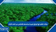 نباتات الغابات لها أوراق كبيرة تساعدها على التخلص من الماء الزائد