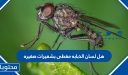 هل لسان الذبابه مغطى بشعيرات صغيره