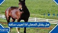 هل يقتل الحصان اذا اصيب ساقه