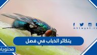 يتكاثر الذباب في فصل