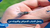 يحمل الذباب الامراض والاوبئه من