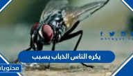 يكره الناس الذباب بسبب