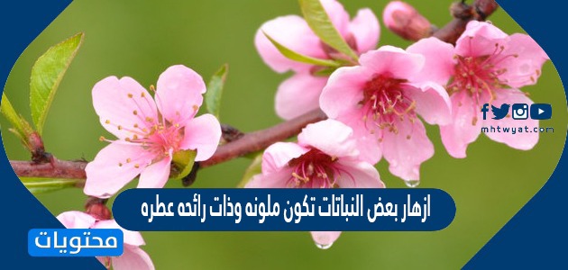 اكتشف جمال الأزهار الملونة والعطرة