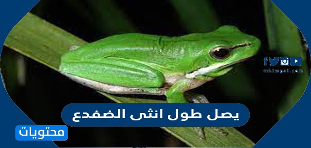 لماذا البغل عقيم؟ وأهم معلومات وحقائق عن البغال - موقع محتويات