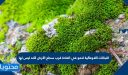 النباتات اللاوعائية تنمو في العادة قرب سطح الأرض لأنه ليس لها