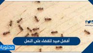 أفضل مبيد للقضاء على النمل
