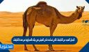 للجمل العديد من التكيفات التي تساعدة على العيش في بيئته الصحراوية من هذه التكيفات