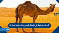 للجمل العديد من التكيفات التي تساعدة على العيش في بيئته الصحراوية من هذه التكيفات