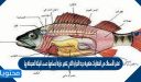 تعتبر الأسماك من الفقاريات متغيرة درجة الحرارة التي تتغير حرارة أجسامها حسب البيئة المحيطة بها