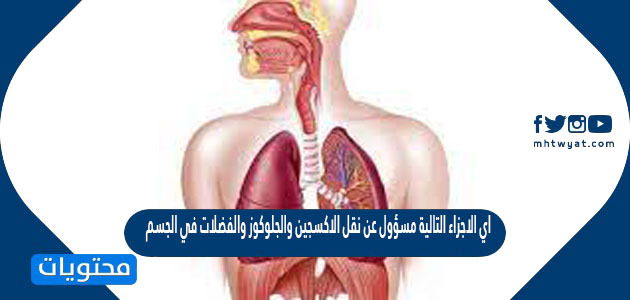 اي الاجزاء التالية مسؤول عن نقل الاكسجين والجلوكوز والفضلات في الجسم