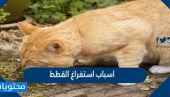 ما هي اسباب استفراغ القطط