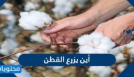 أين يزرع القطن